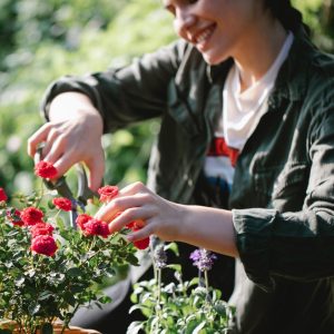No-Dig Thistle Removal Program