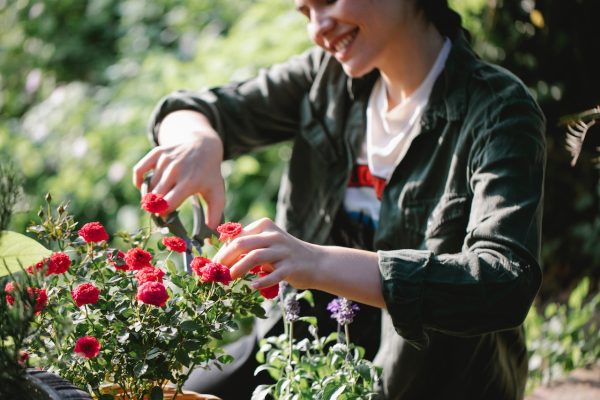 No-Dig Thistle Removal Program