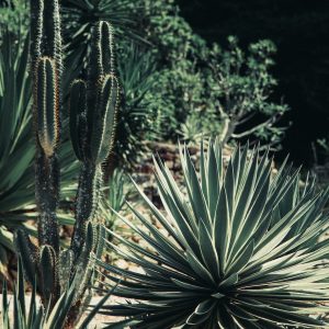 Seasonal Crop Share Gardens